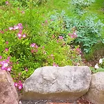 Salvia