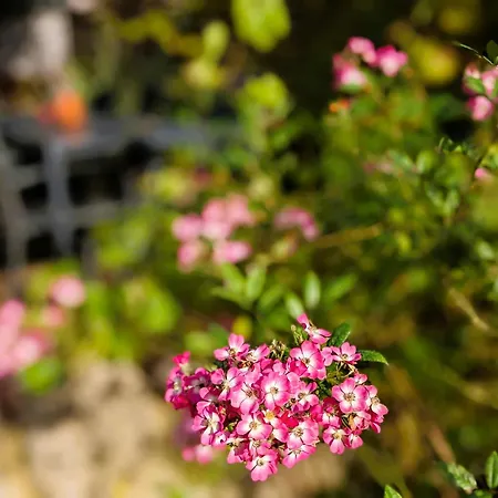 Salvia Gremersdorf-Buchholz