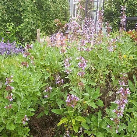 דירה Salvia Gremersdorf-Buchholz