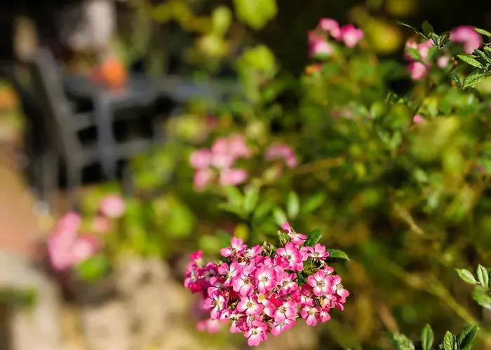 Salvia Gremersdorf-Buchholz