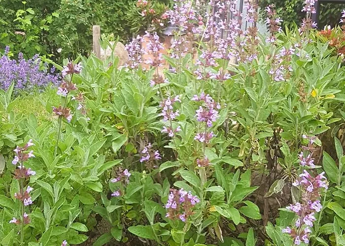 דירה Salvia Gremersdorf-Buchholz